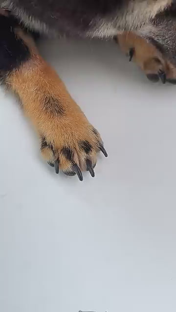 PANDAAR Dog Nail Clippers & Dog Nail Grinder 2 in 1Rechargeable Cat Nail Clippers with LED LightProfessional Dog Nail Trimmers for SmallMediumLarge DogsLow Noise Electric Dog Nail Grinder